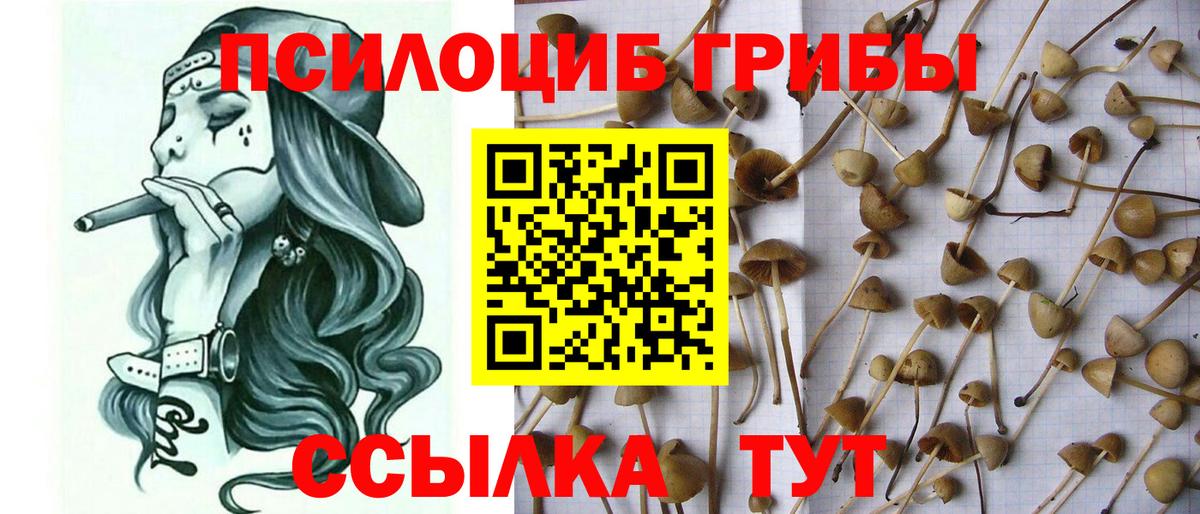 Галлюциногенные грибы Cubensis Донской